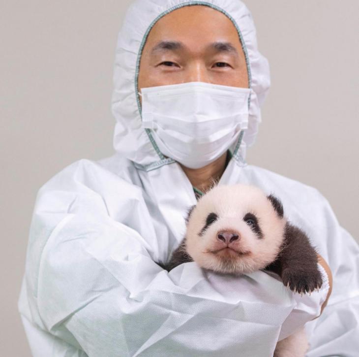 푸바오 쌍둥이동생