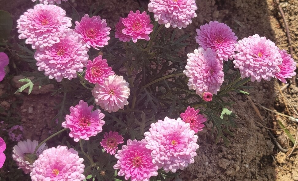 만개한-핑크색-마가렛-사진