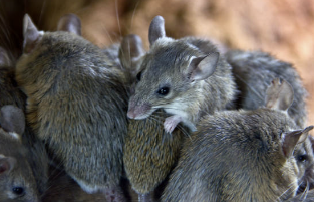 쥐 끈끈이로 쥐 잡기