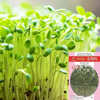 유채 재배 가을 파종 겨울 보온 봄 개화_9