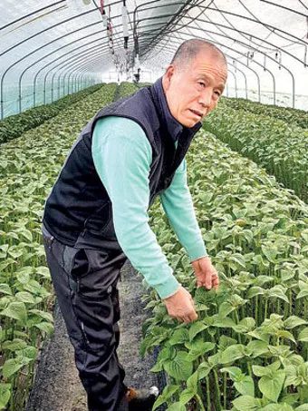 고춧잎 재배 잎 수확용 가지 치기 친환경 시비_12