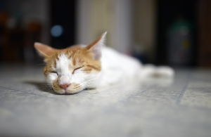 자고 있는 고양이