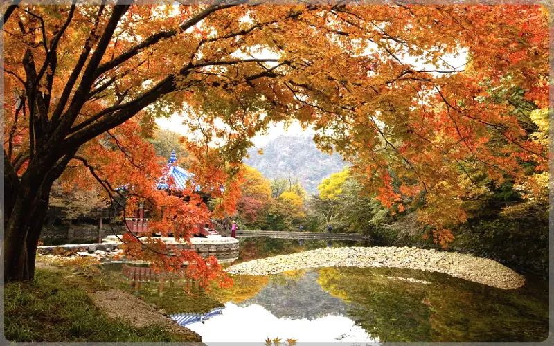 내장산 단풍_9