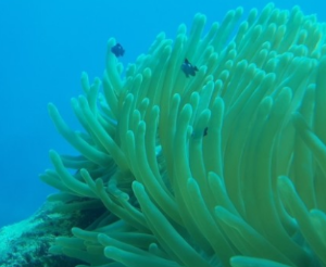 동물꿈,물건꿈,물꿈,구렁이,뱀꿈해몽 모음