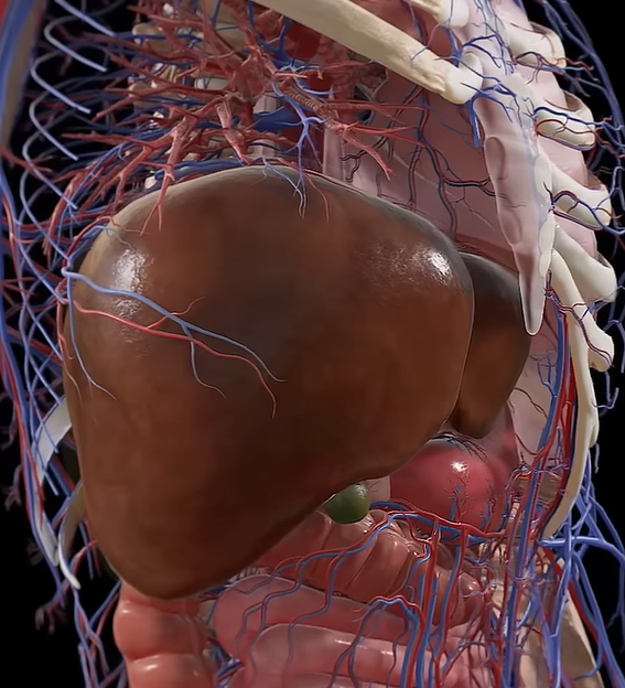 지방간 없애는 방법