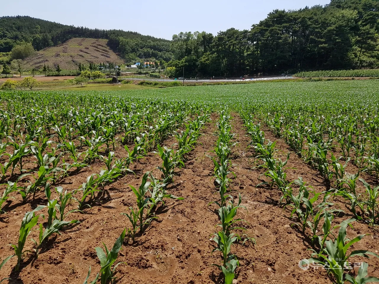 옥수수 파종 시기 심는 시기 재배법_6