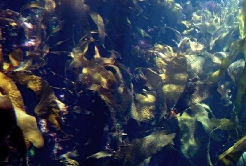 다시마환의 효능과 부작용에 대하여