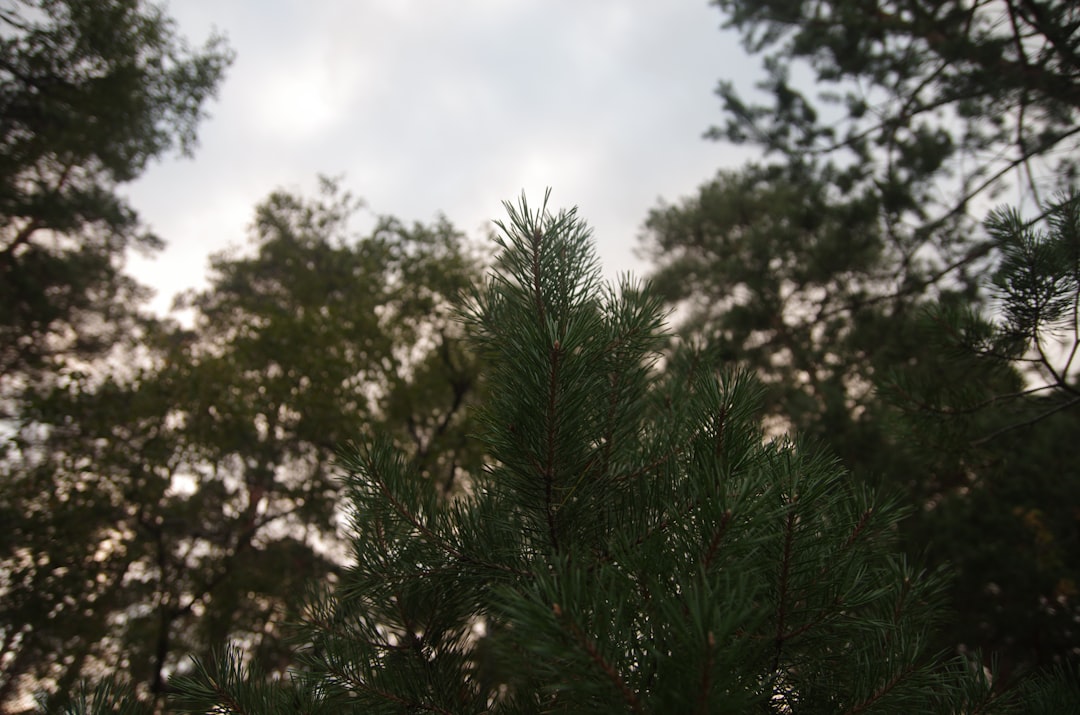 Pine.