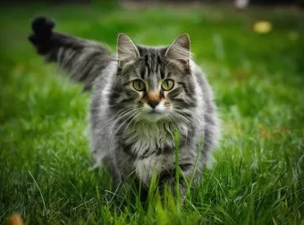 노르웨이숲 고양이 유전병 분양 털빠짐_3