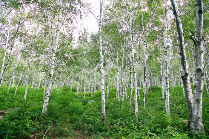 양평 가볼만한곳
