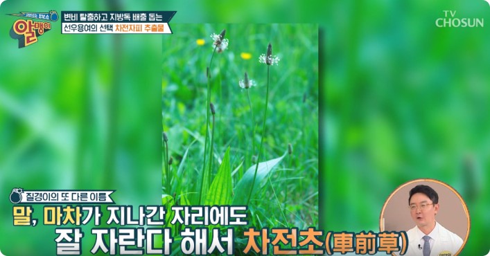 차전자피추출물 기능과 효과