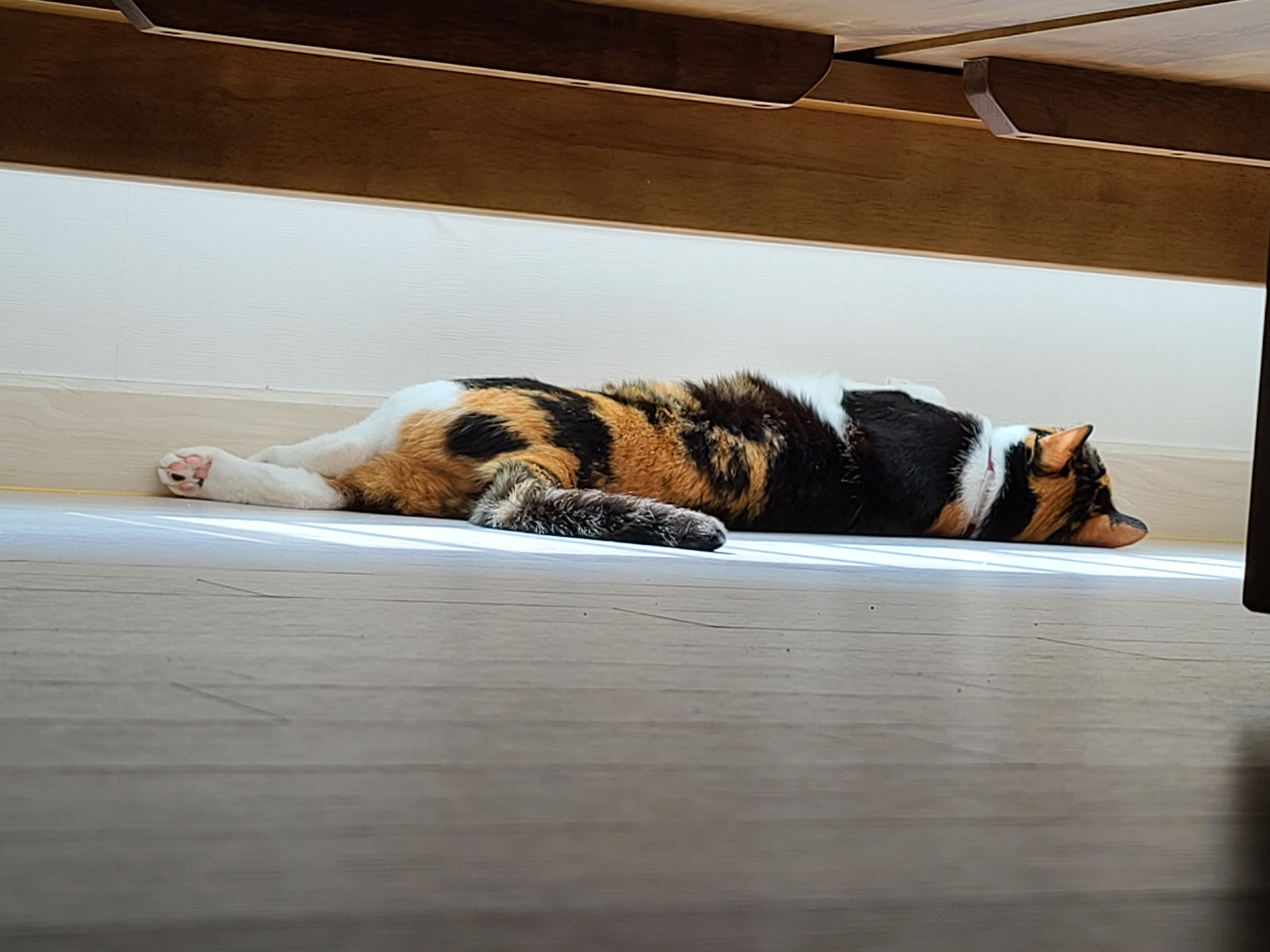 우리집 아홉냥이의 고양이 종류