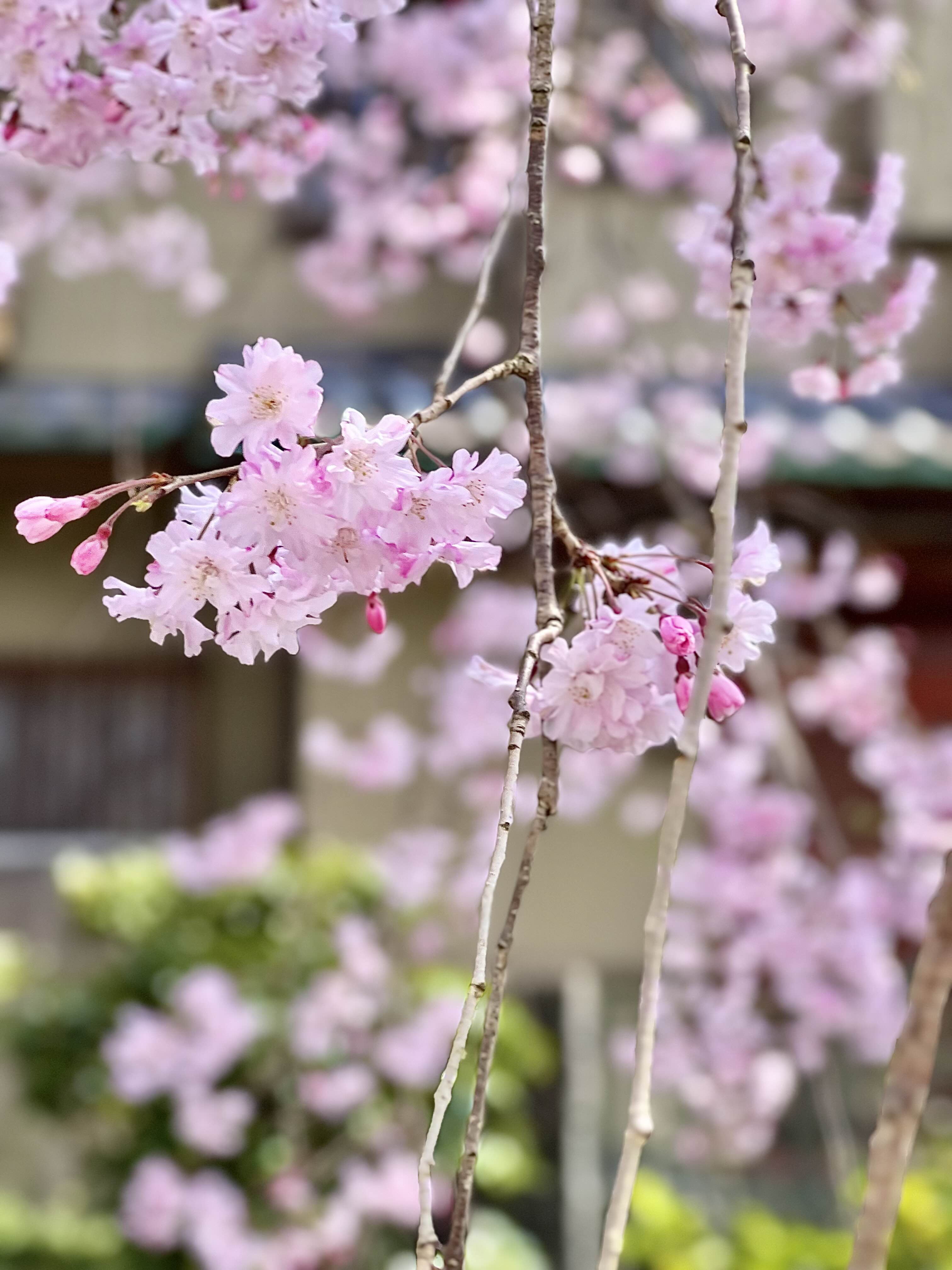 핑크색 벚꽃 분홍 벚꽃