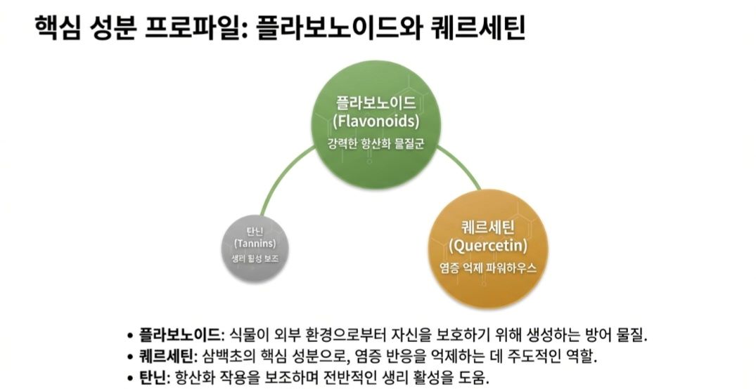 삼백초-사진7