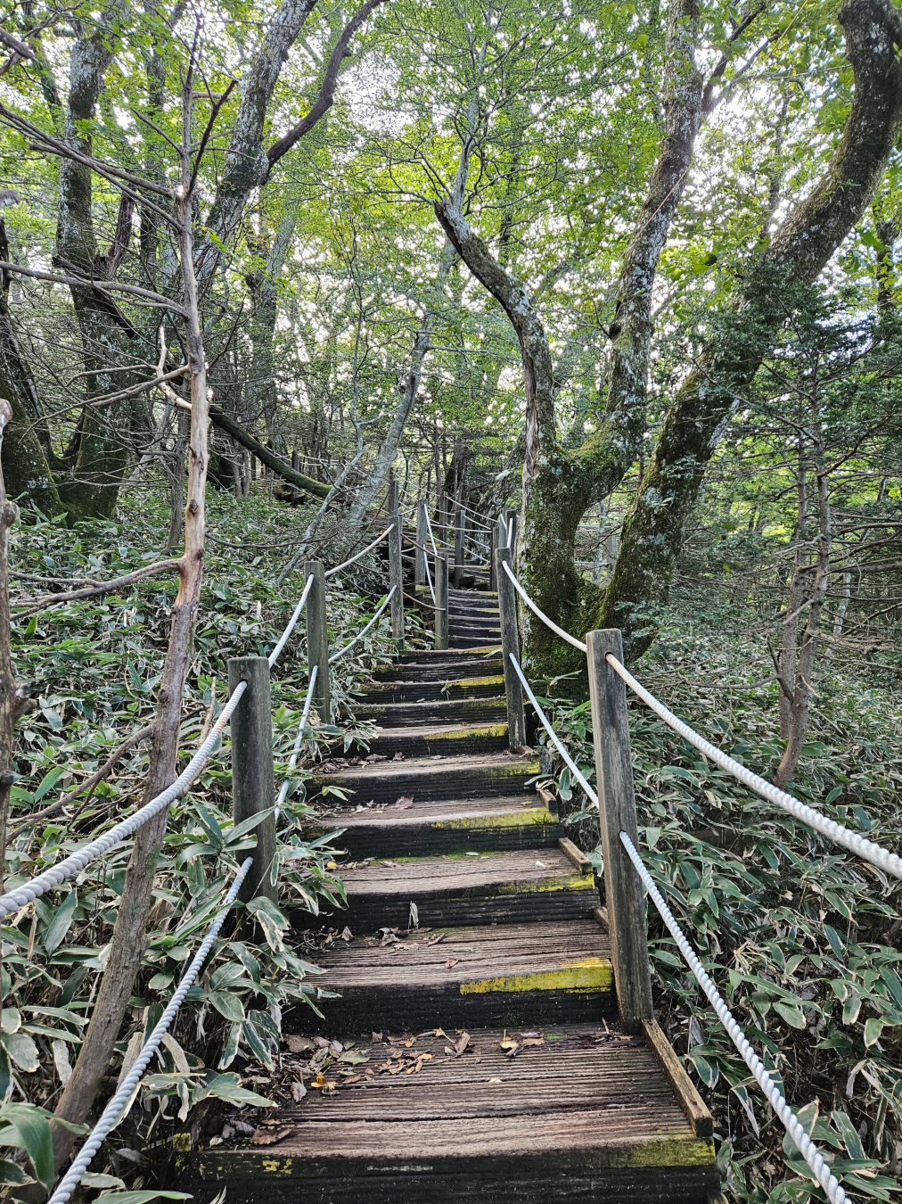 사라오름 나무 계단