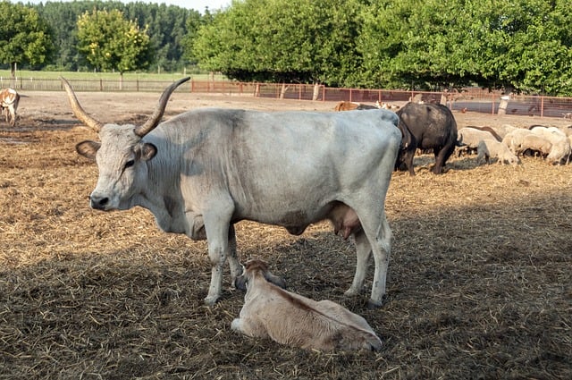 럼프스킨병이란?