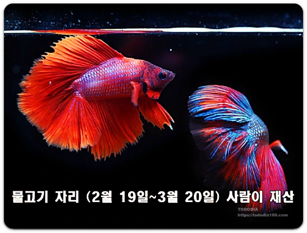 물고기자리