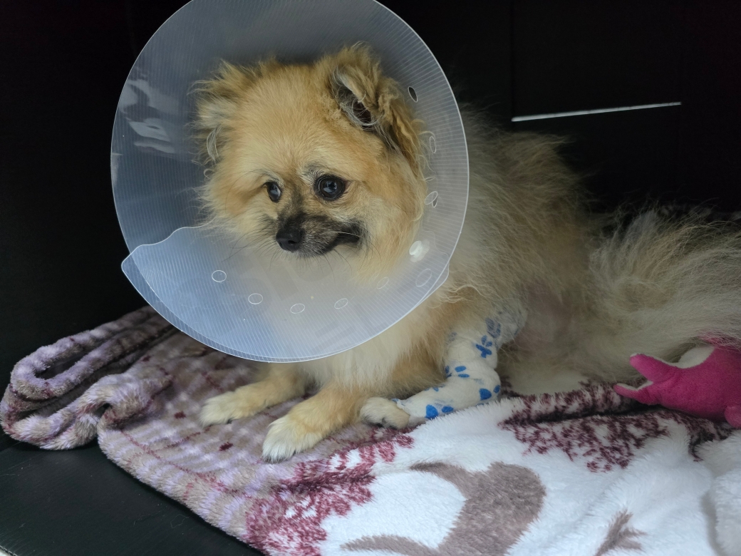 슬개골 탈구 수술 후 회복 중인 강아지