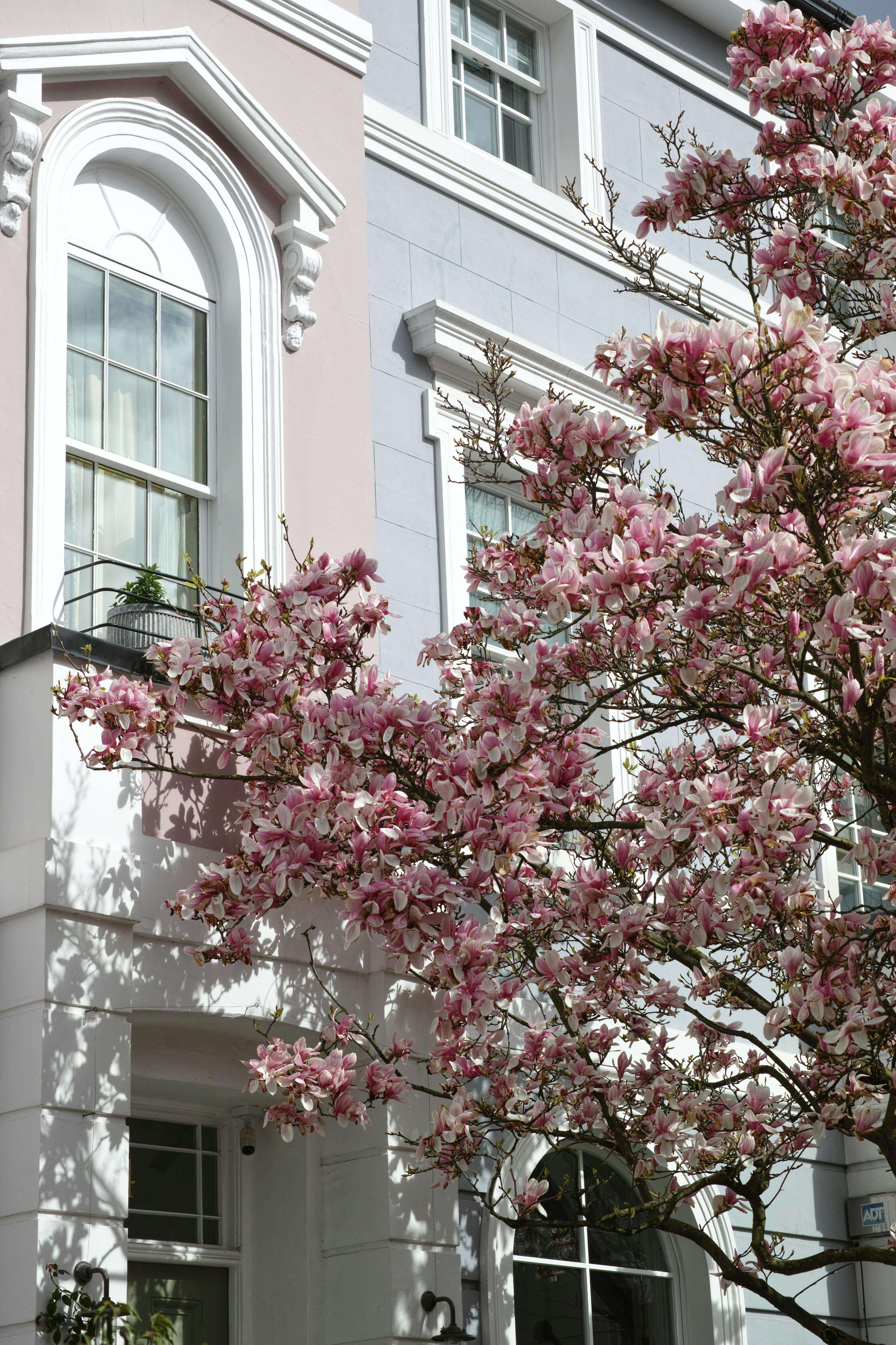 2024 벚꽃 개화시기, 인기 명소, 벚꽃축제