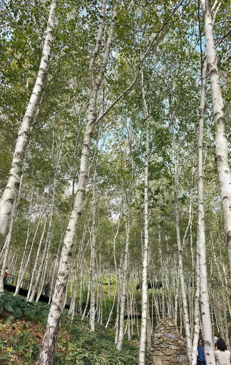 화담숲 단풍시기 예약 단풍명소