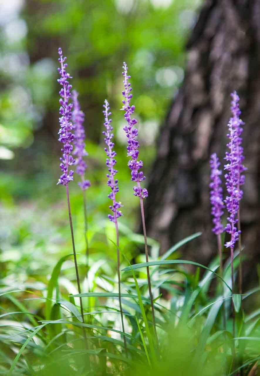 맥문동의 효능과 먹는 법