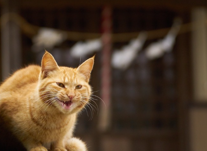 담 위에서 우는 갈색 호랑이 고양이.