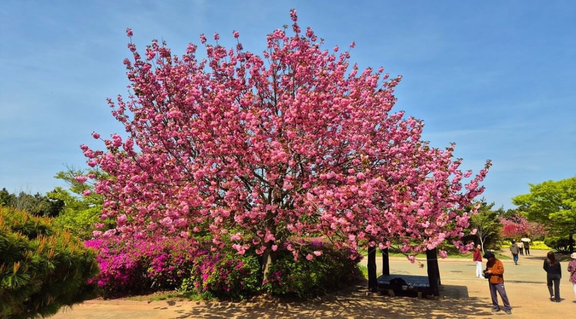 태안 튤립축제 기간
