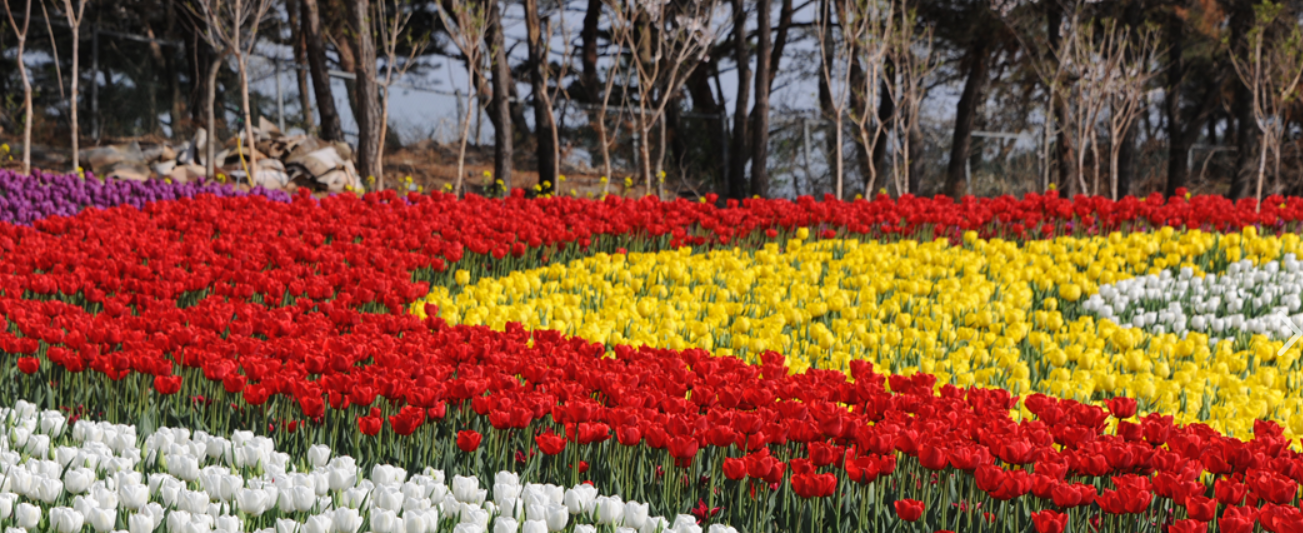 태안 세계튤립꽃박람회 튤립