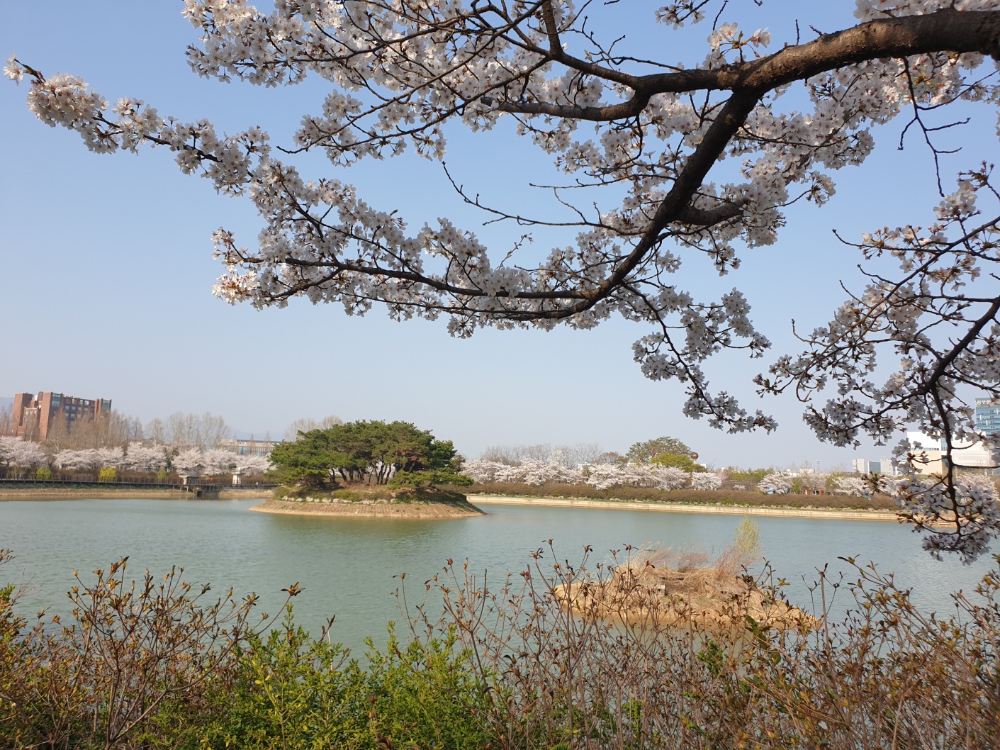 화순벚꽃명소