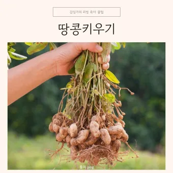 땅콩 심는 시기 수확시기 모종 파종_16