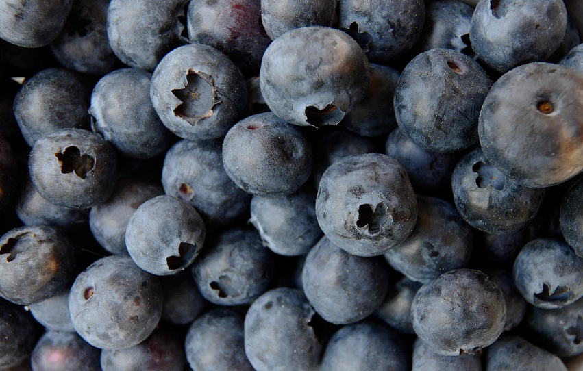 보라색의 마법 안토시아닌: 블루베리와 베리류가 선사하는 항산화의 모든 것