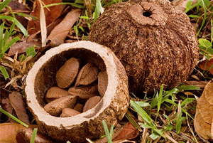 브라질 너트 효능12