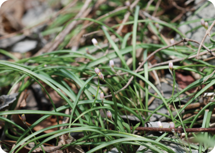 달래의 영양 성분