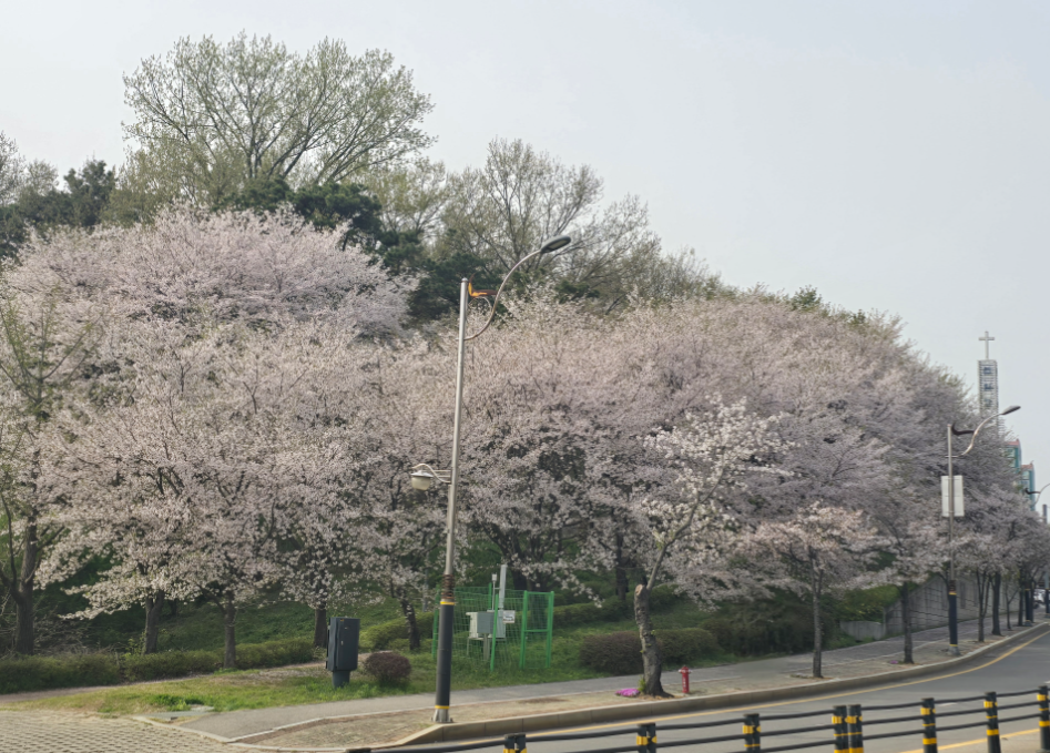 파주 금촌 고등학교 주변 벚꽃 사진