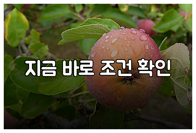 지금 바로 조건 확인