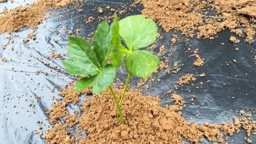 신선초-재배-모종심기-아주심기-모종-심는방법-정식방법-재배지-선정-밑거름-시비량