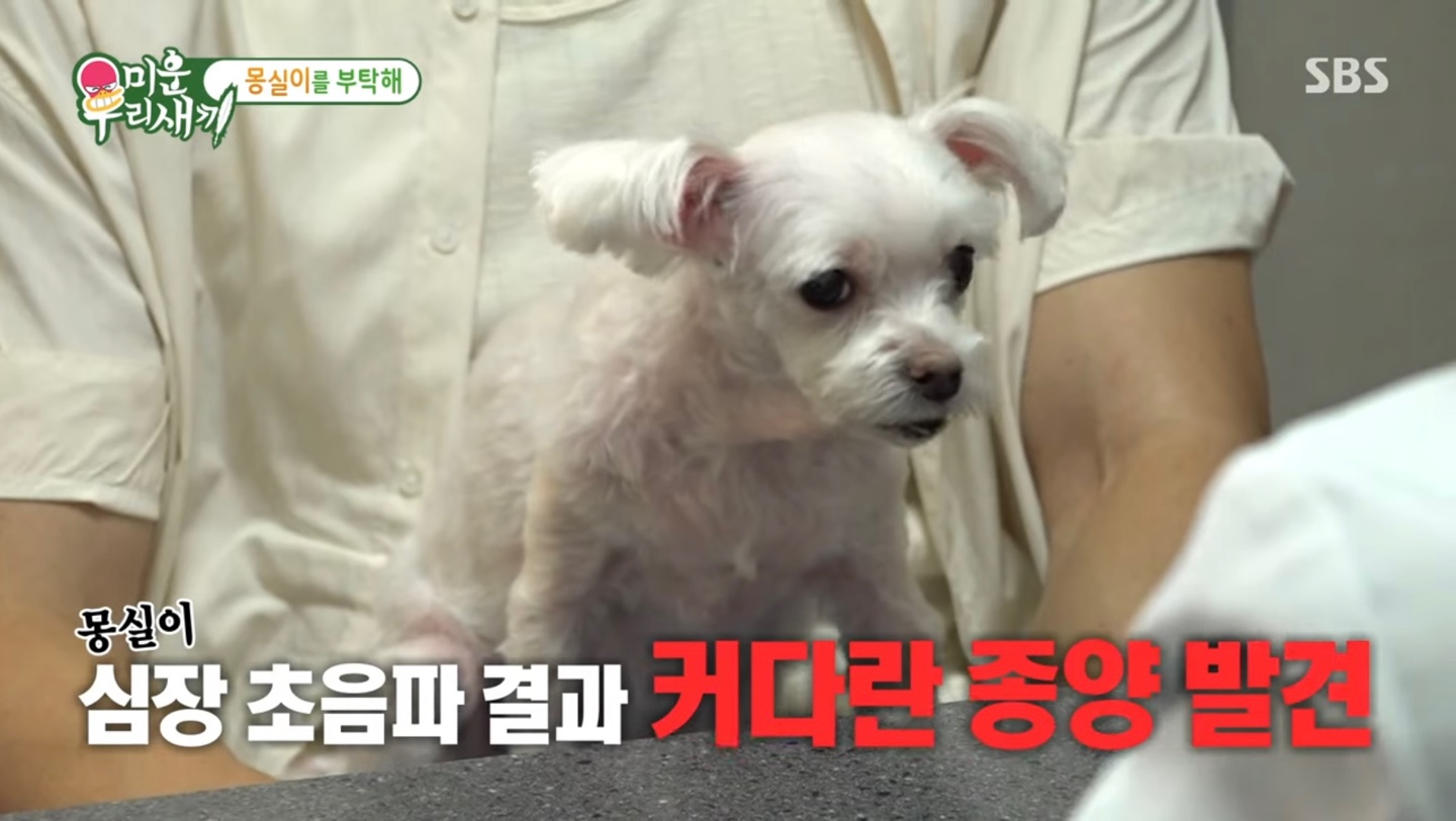 최진혁 몽실이