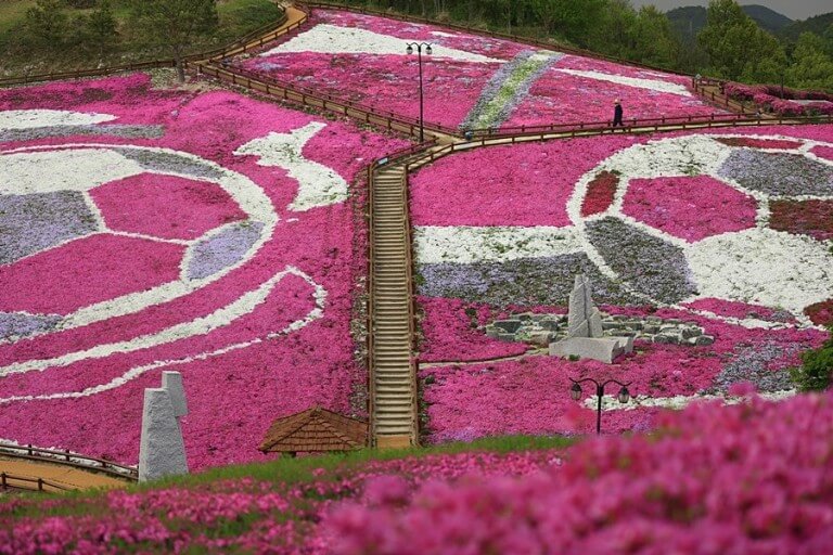 2025 산청 꽃잔디축제 일정 총정리(카페, 맛집, 교통)사진