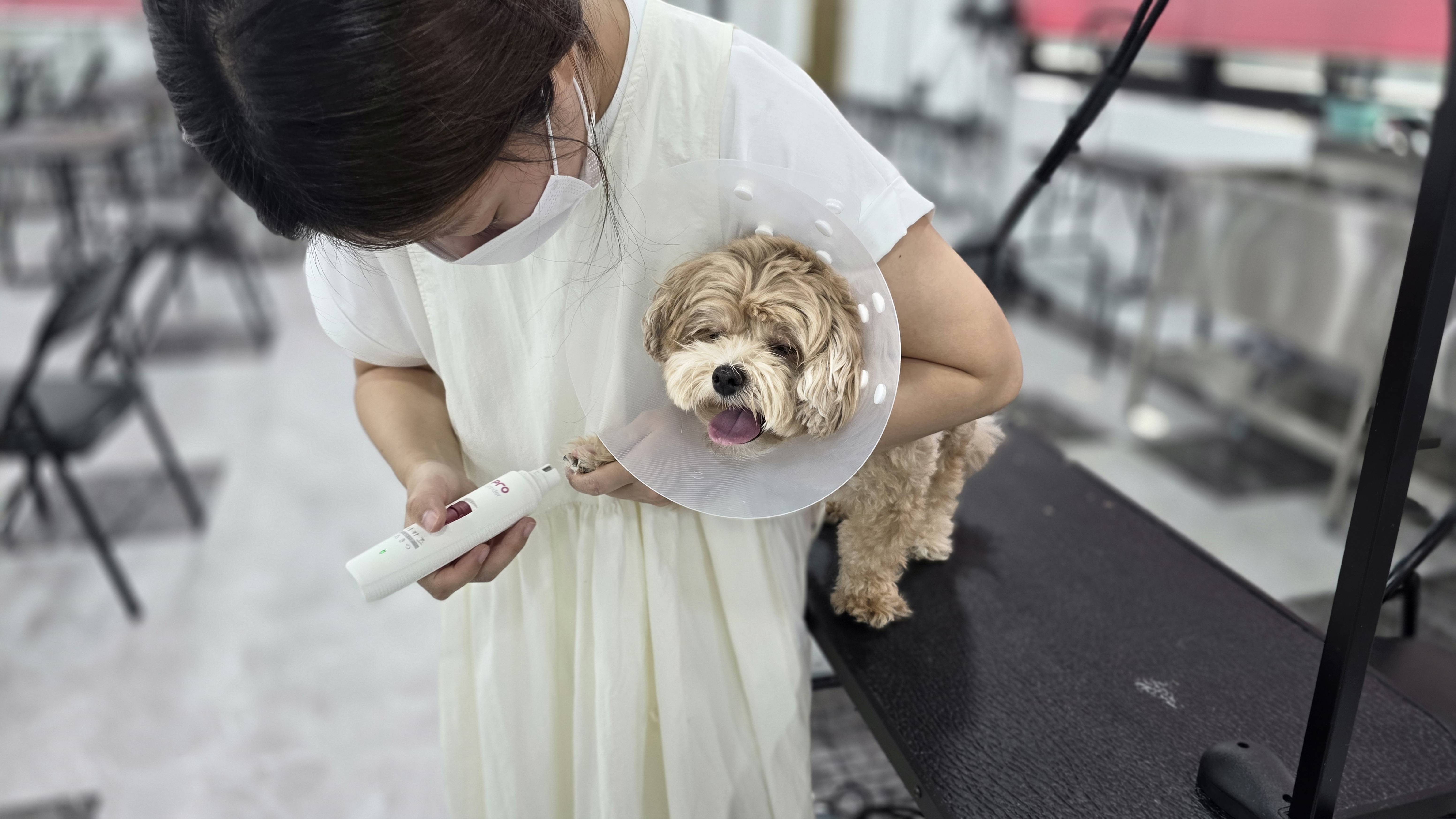 인천애견미용학원수강료