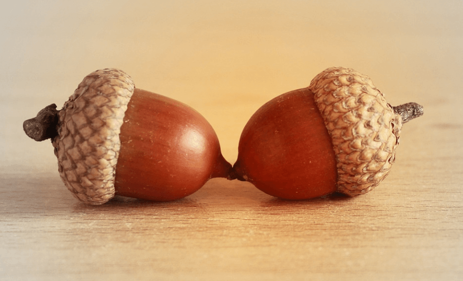 도토리 효능 - 8