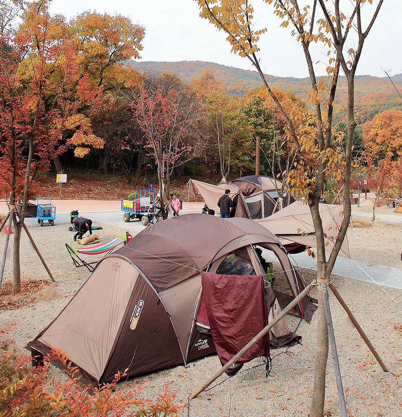 경기도 군포시 초막골생태공원 느티나무야영장 소개