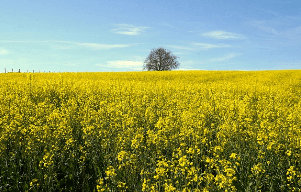 푸른-하늘과-유채꽃이-넓게-펼쳐진-배경