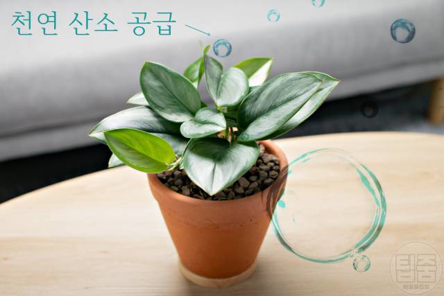 공기정화식물 키우기 효과 종류 추천