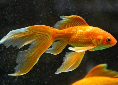 🐠 “금붕어의 기억력은 3초다?”– 실험으로 밝혀진 금붕어의 기억력과 훈련 능력 이야기