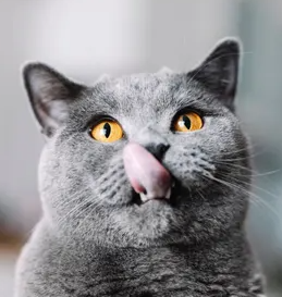 고양이의 기관지염 증상과 대책