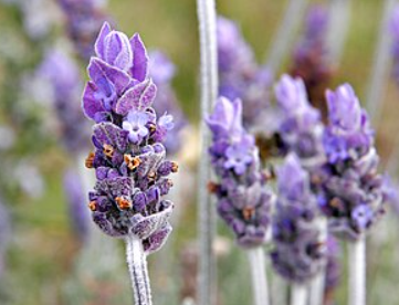 라벤더 효능