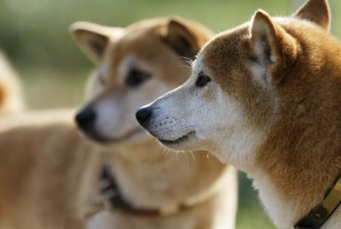 두 마리의 시바견.