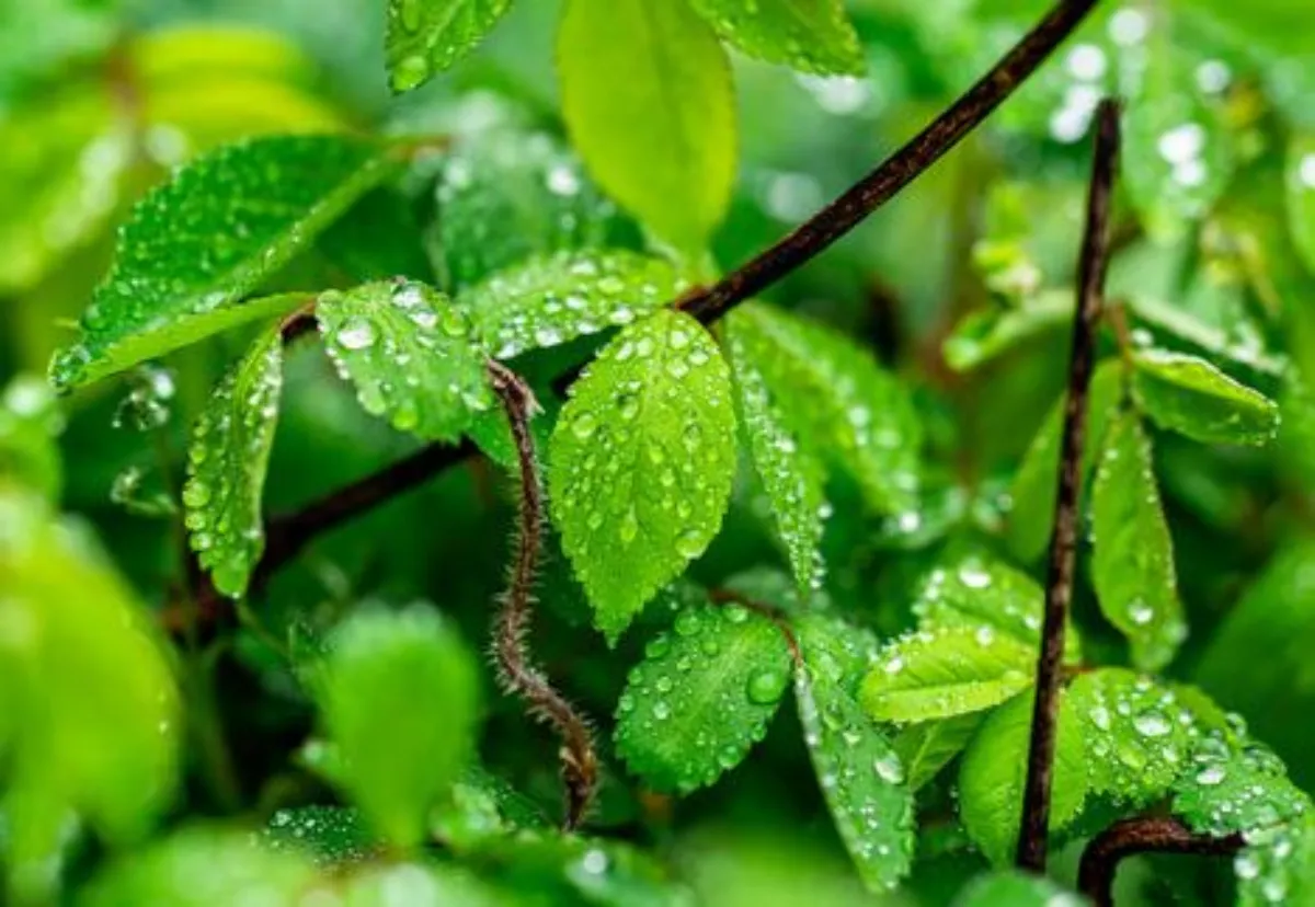 봄비 나뭇잎 이미지