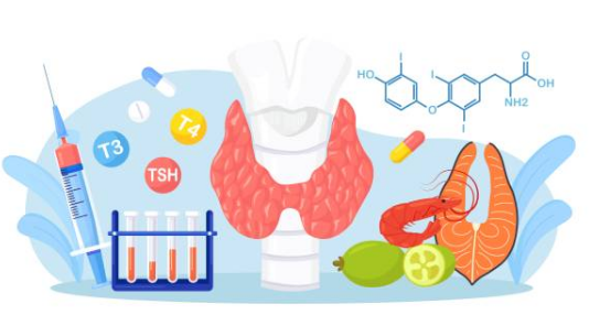 갑상선 기능 저하증 증상, 좋은음식, 수치 총정리 (2024ver)