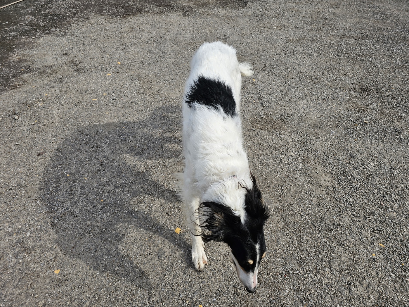 § 큰 개에게 환대받다.